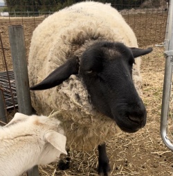 4月14日13時〜　羊の毛刈りショー＆毛刈り体験イベント開催
