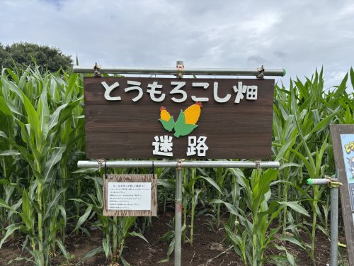 とうもろこし畑迷路オープン