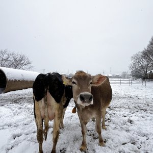雪景色