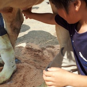 牛のお乳、温かい