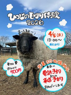4月5日羊の毛刈り体験ご予約受付中