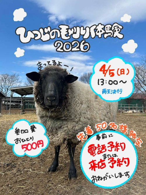 4月5日羊の毛刈り体験ご予約受付中