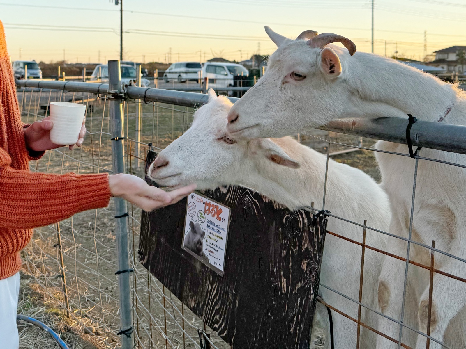 エサやり体験作業風景