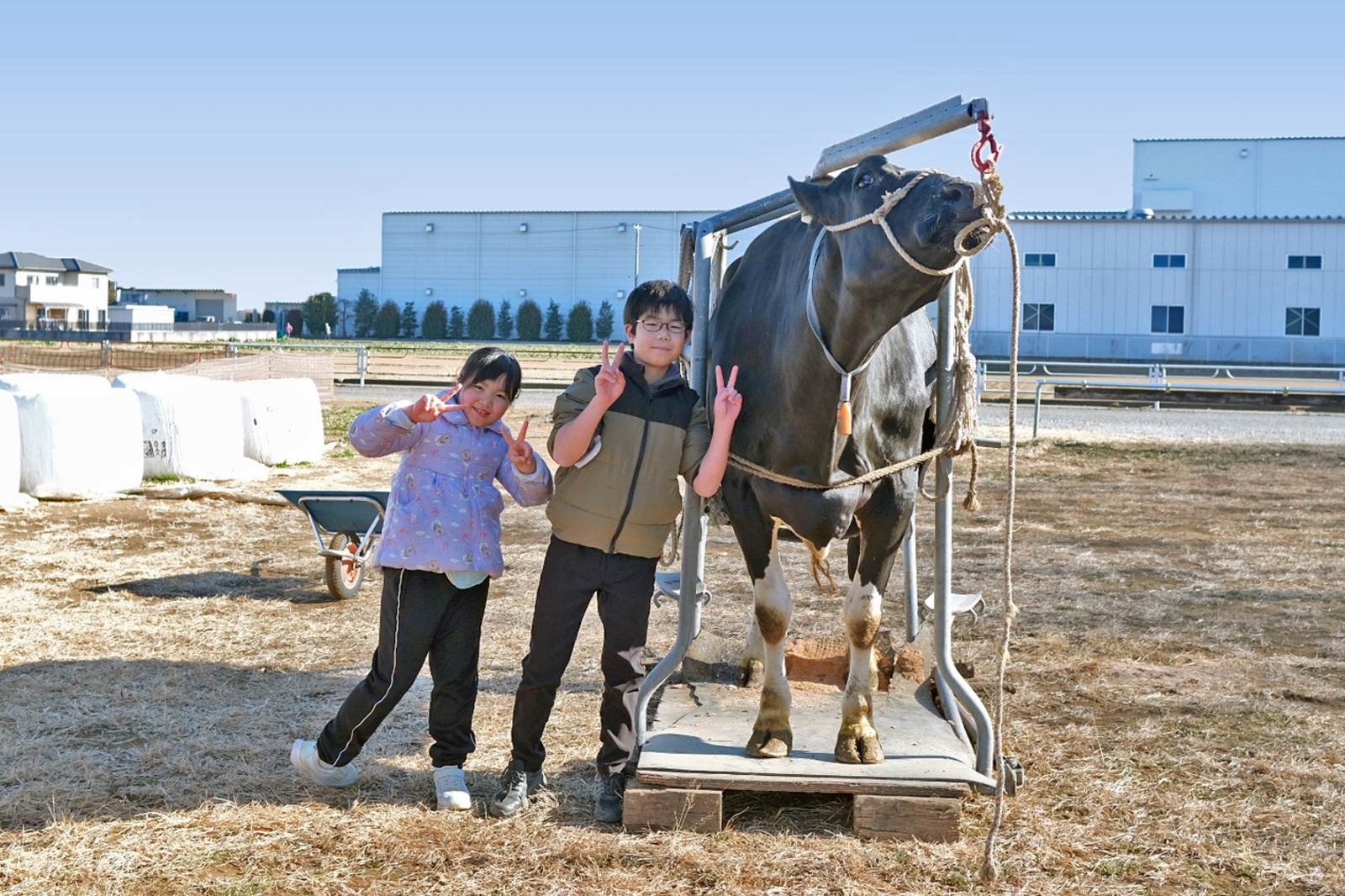 乳搾り体験作業風景