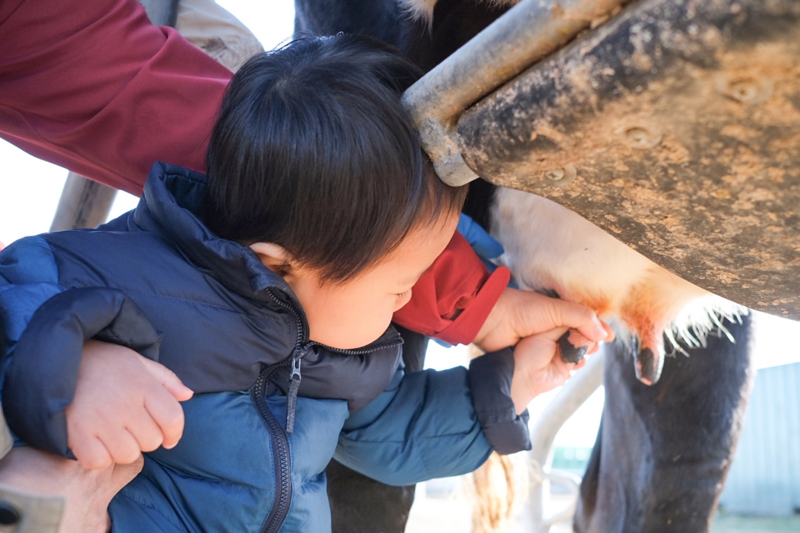 乳搾り体験作業風景